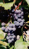 Ripatella Trauben Ripatella Trauben