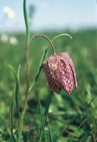 Schachblume Schachblume